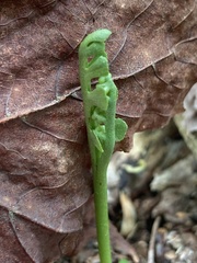 Botrychium spathulatum