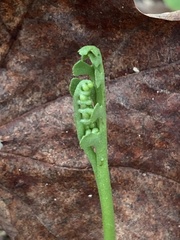 Botrychium spathulatum