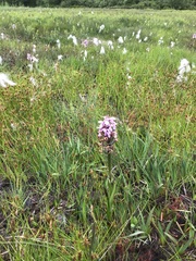 Dactylorhiza majalis sphagnicola
