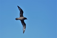 Pterodroma solandri