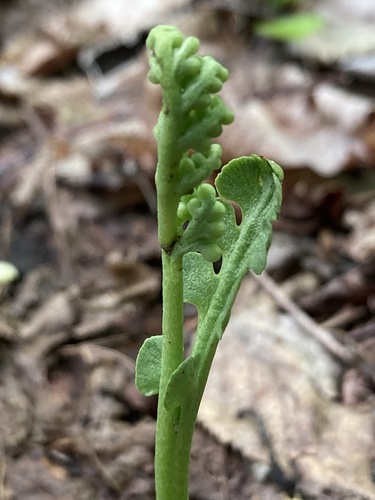 Spathulate botrychium (Botrychium spathulatum)