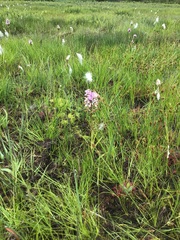 Dactylorhiza majalis sphagnicola