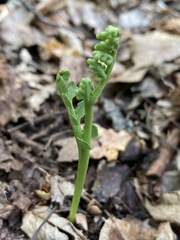 Botrychium spathulatum