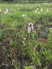 Dactylorhiza majalis sphagnicola
