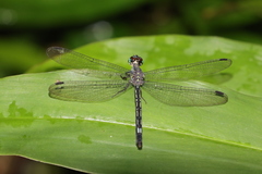 Micromacromia zygoptera