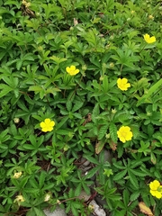 Potentilla reptans