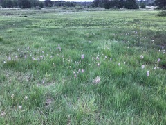 Dactylorhiza majalis sphagnicola