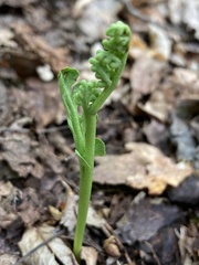 Botrychium spathulatum