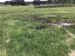 Dactylorhiza majalis sphagnicola