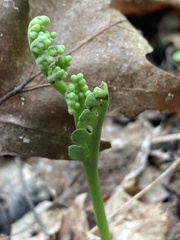 Botrychium spathulatum