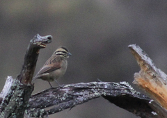 Emberiza capensis cinnamomea