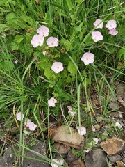 Convolvulus arvensis