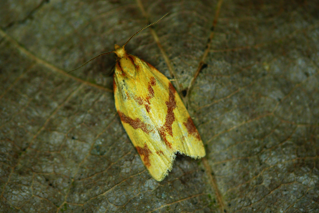 Clepsis pallidana