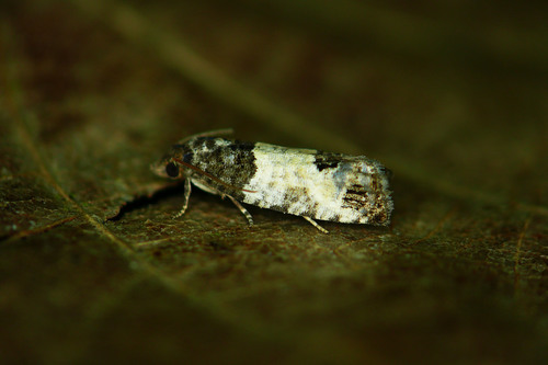 Eye-spotted Bud Moth, photo 4 of 10