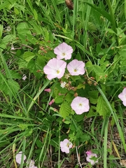 Convolvulus arvensis