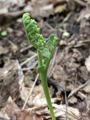 Botrychium spathulatum