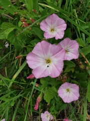 Convolvulus arvensis