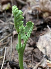 Botrychium spathulatum