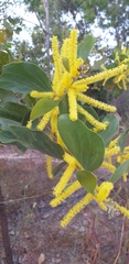 Acacia dimidiata
