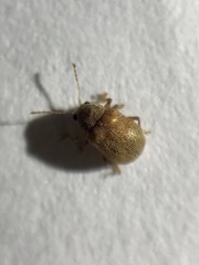 Demotina modesta