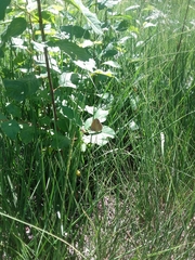 Coenonympha oedippus