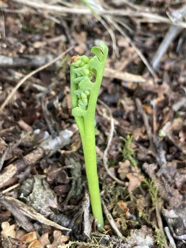 Trianglelobe moonwort (Botrychium ascendens)