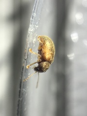 Demotina modesta