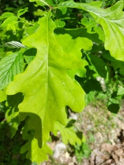 Quercus robur
