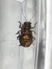 Demotina modesta