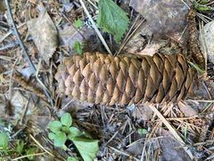 Picea × fennica