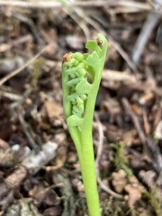 Botrychium ascendens