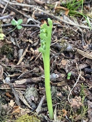 Botrychium ascendens