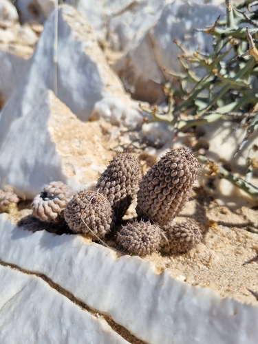 Ceropegia pedicellata