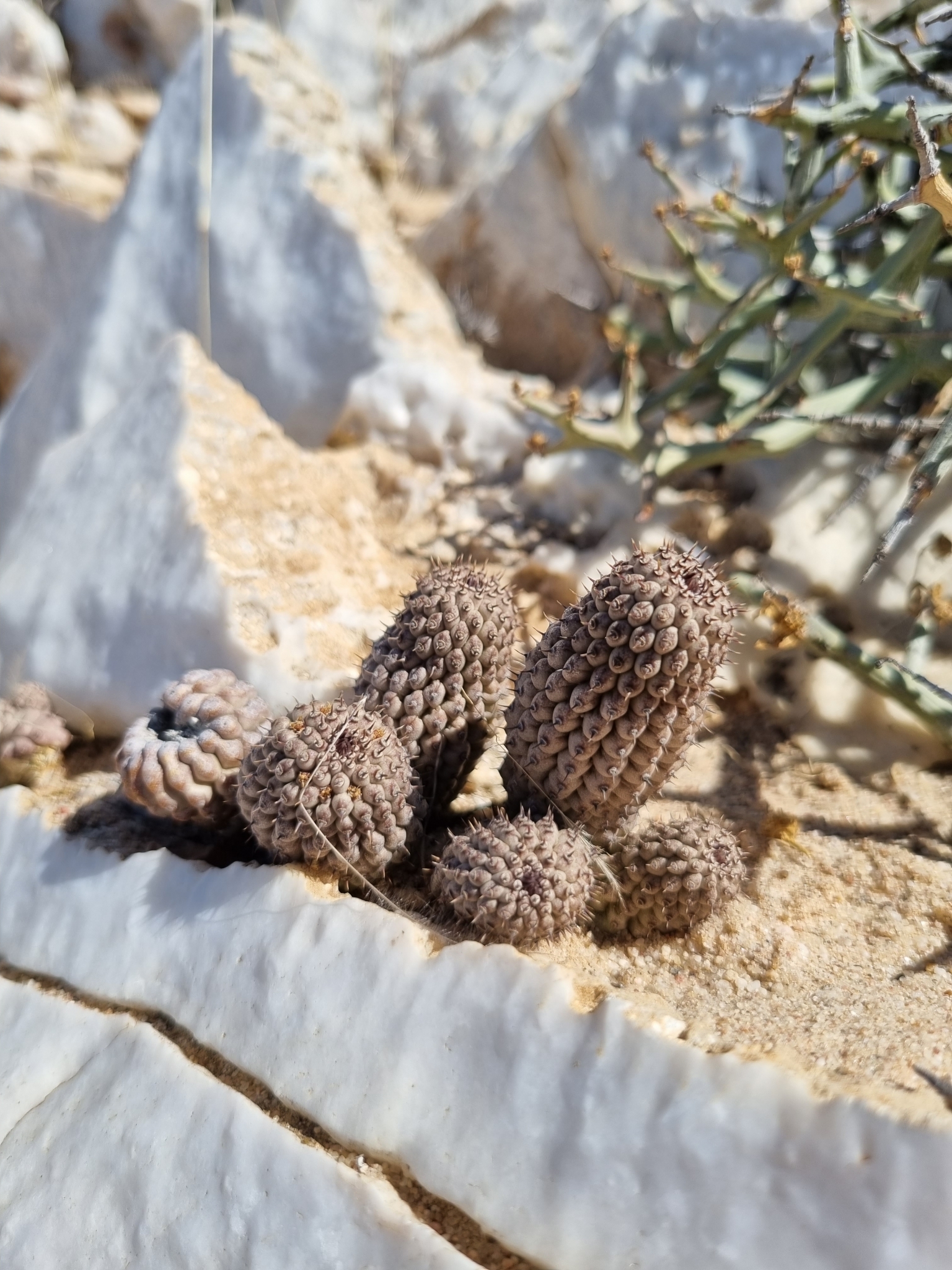 Trichocaulon pedicellatum 2