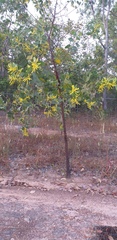 Acacia dimidiata