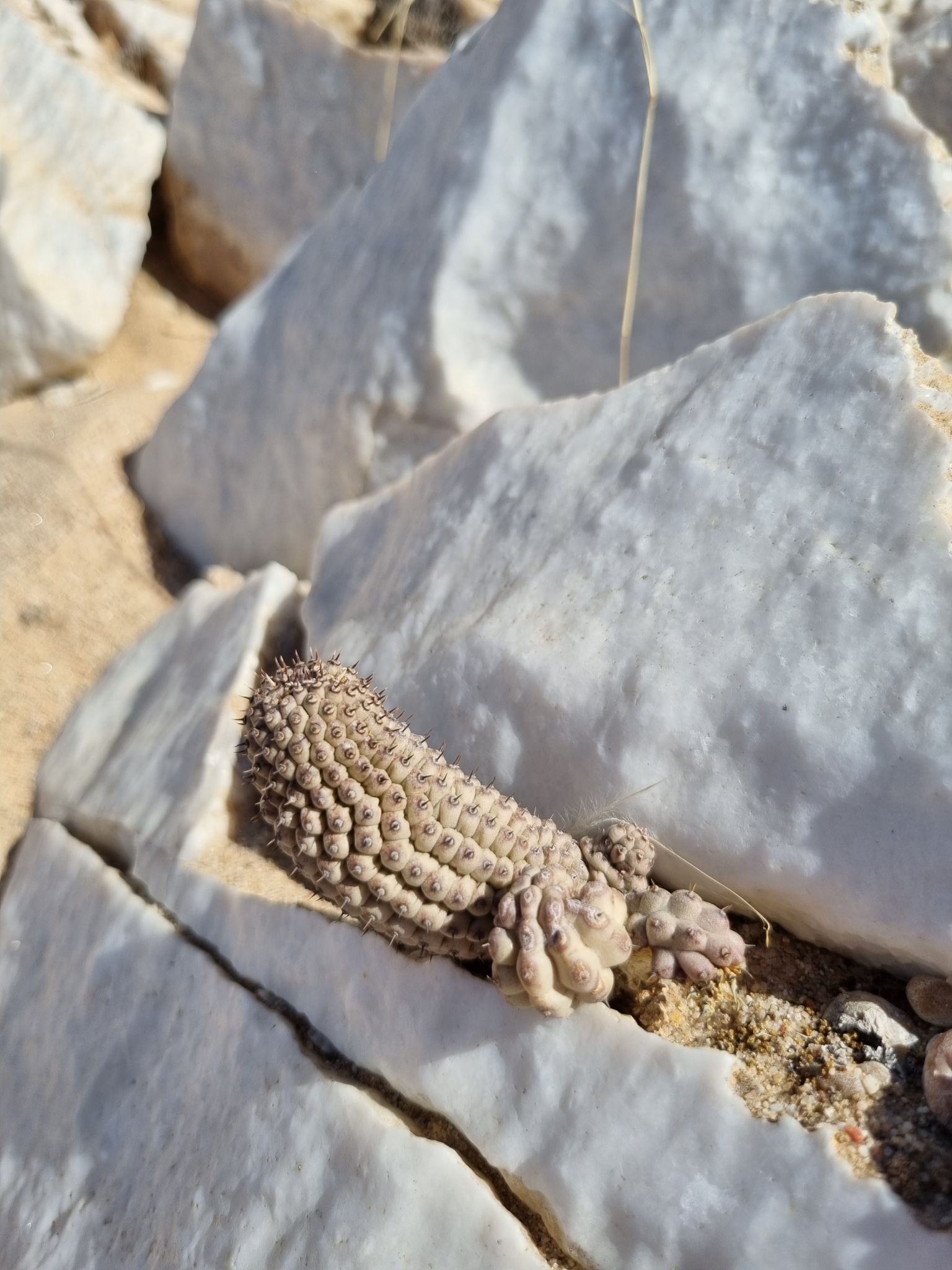 Trichocaulon pedicellatum 3