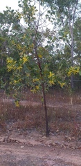 Acacia dimidiata