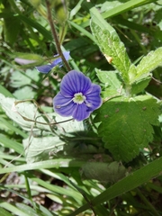 Veronica chamaedrys