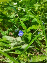 Veronica chamaedrys