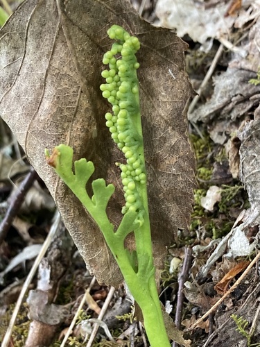 Botrychium ascendens image