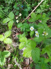 Fragaria vesca