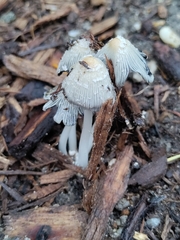 Coprinellus