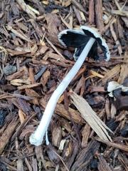 Coprinellus