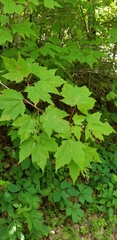 Acer rubrum rubrum