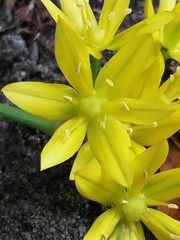 Allium moly