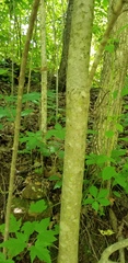 Acer rubrum rubrum
