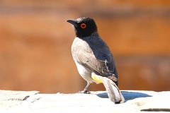 Pycnonotus nigricans