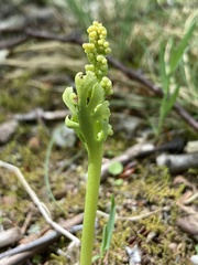 Botrychium campestre