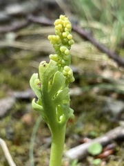 Botrychium campestre
