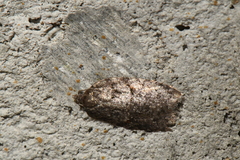 Acleris maccana